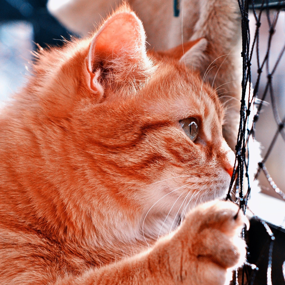 Das Katzennetz – Abenteuer auf dem Balkon