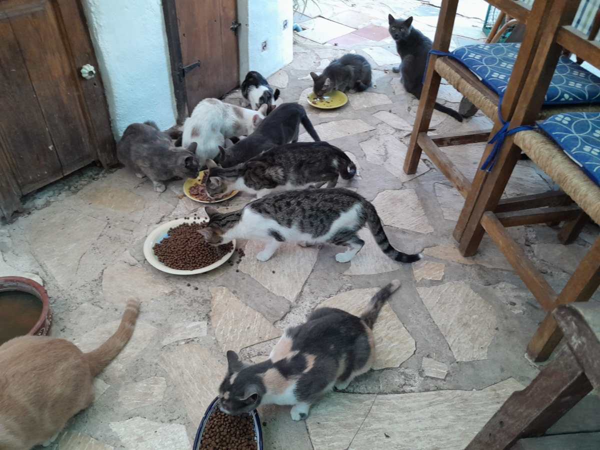 Hilfe für 19 zurückgelassene Katzen