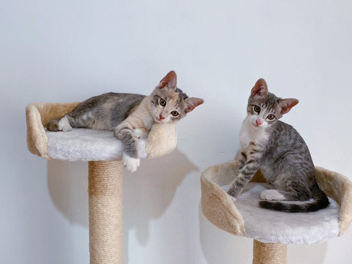 Katzenmöbel – Spendenaktion