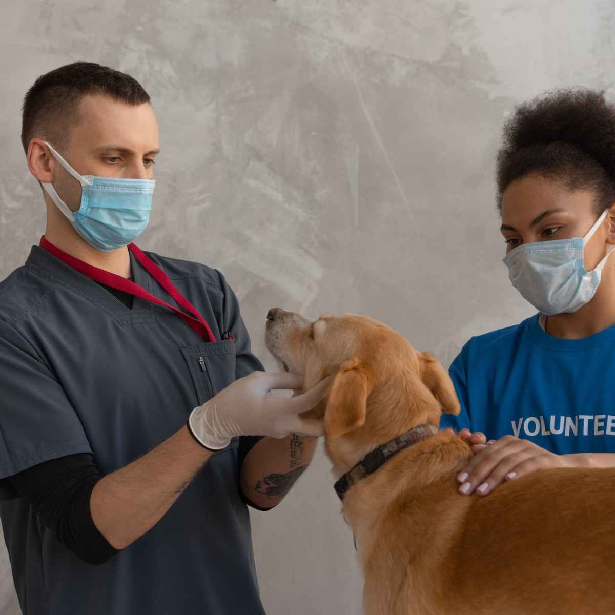Tierkrankenversicherung – eine sinnvolle Investition